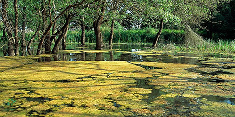 Paisaje árboles y estanque