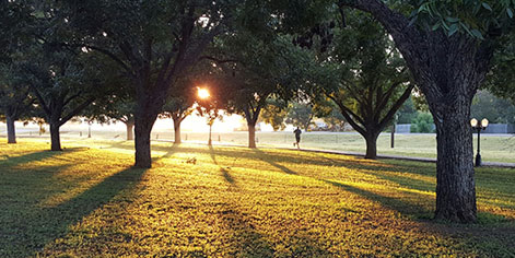 Parque con árboles